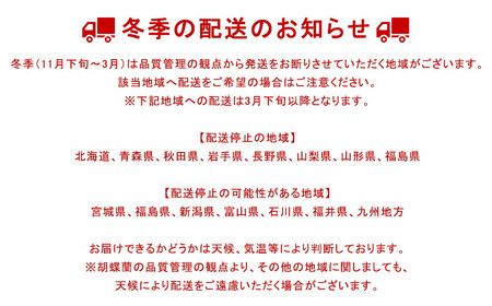 おまかせ中輪胡蝶蘭　2本立ち　【11100-0124】