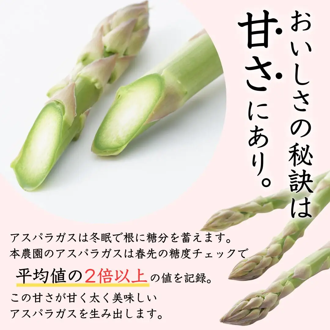 アスパラガス レギュラー 約1kg 令和8年産 アスパラガス 飯塚農園 