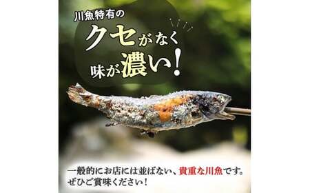 【予約受付】子どもが喜ぶバーベキュー！清流育ちの四万十あめご （約700g）【BBQ専用竹串付き】 おつまみ バーベキュー BBQ アウトドア アメゴ アマゴ  魚 魚介 川魚 塩焼き 小分け あまご あめご 冷凍 8～10匹 個包装 ／Eay-01 ﾊﾞｰﾍﾞｷｭｰ 