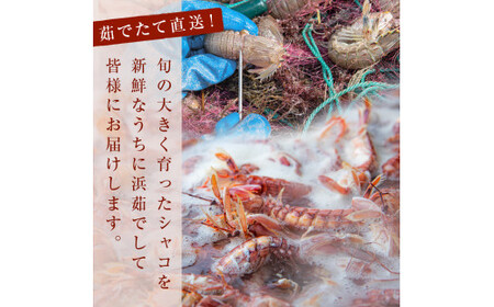 ＜先行予約：2026年5月以降順次発送＞ 季節限定 宮城県産 浜茹で シャコエビ 500g（オスメス混合）数量限定 冷蔵 産地直送 殻付き 子持ち ガサエビ シャッパ シャク しゃこえび 宮城県 石巻市 しゃこ 肉厚 ノンフローズン 新鮮 蝦蛄 ボイルシャコ
