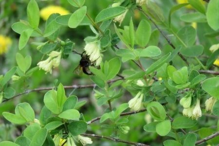 ハスカップジャム3本 美瑛産 ジャム 北海道
