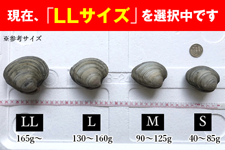 漁師直送！活ホンビノス貝4.5kg（LLサイズ）