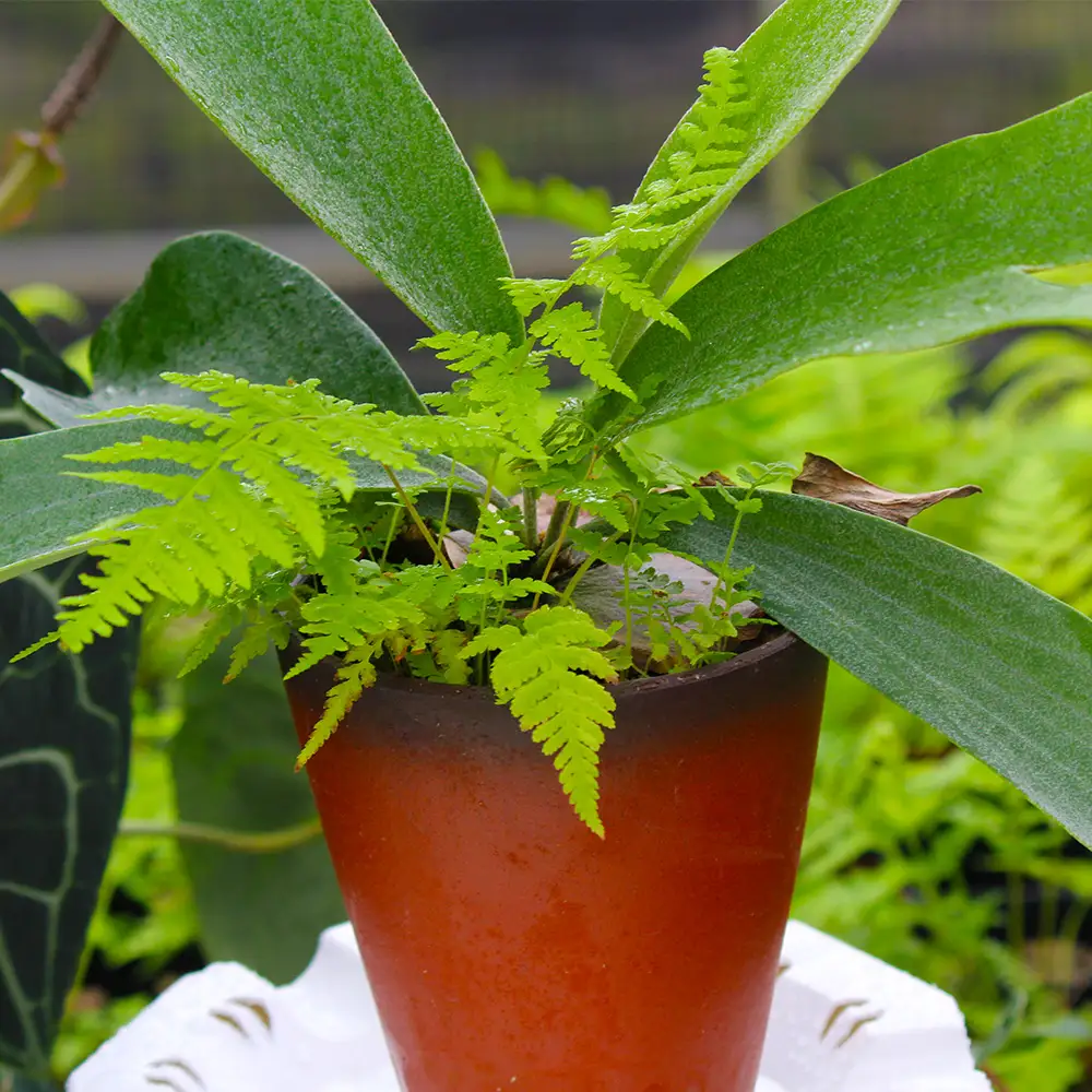 【OnnaIchigoFarm】コウモリラン　小 沖縄 コウモリラン ビカクシダ 室内植物 屋外植物 ヘゴ板 室内緑化 植物インテリア 観葉植物 沖縄産 プラントギフト 緑のある暮らし 園芸用品 インテリアプランツ 根付き植物 人気 ヘゴの木 おすすめ 送料無料 恩納村