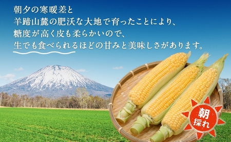 北海道 スイートコーン 味来 約10kg 2Lサイズ 計26本 とうもろこし とうきび コーン 新鮮 採れたて 産直 JAようてい