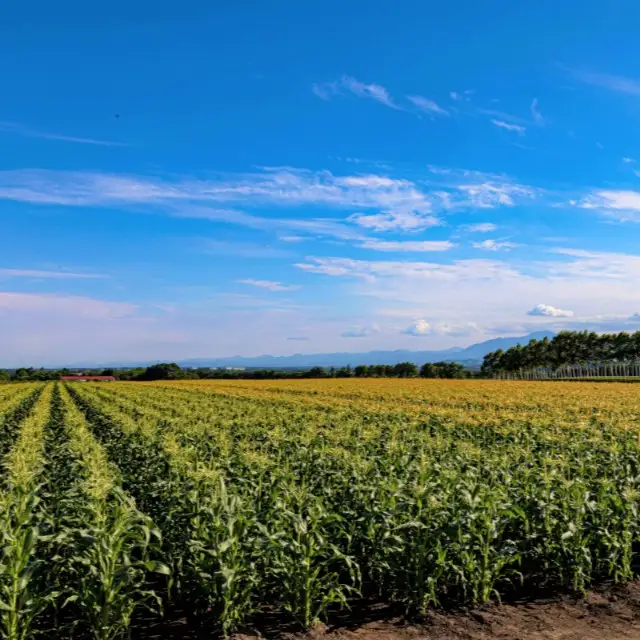 北海道十勝芽室町 なまら十勝野の山わさび500g me001-002c