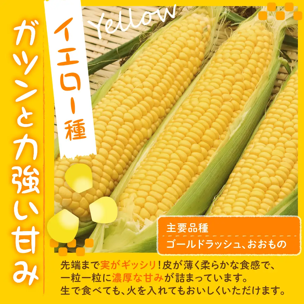とうもろこし10本 イエロー 北海道 芽室 令和8年産 トウモロコシ