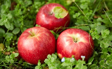 天然果汁100％極甘りんごジュース×3本RT215