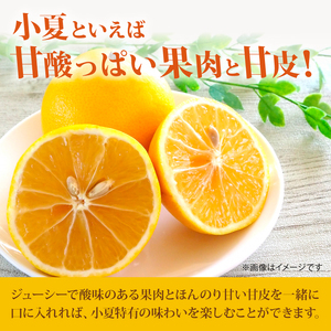 訳あり小夏 (日向夏) 5kg【小夏】
