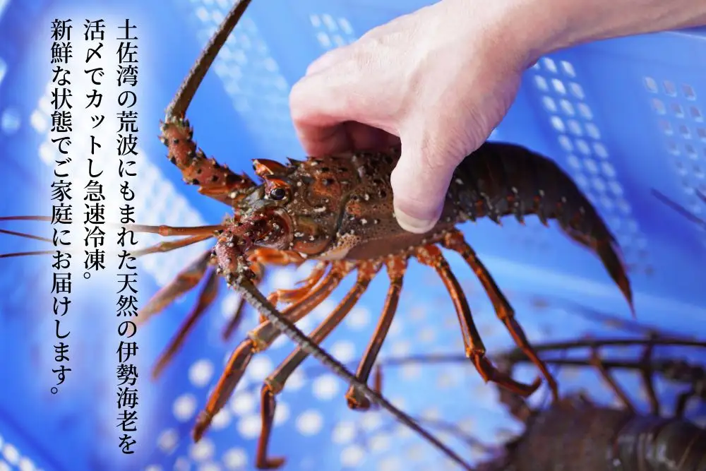 天然活〆伊勢海老1kg(冷凍)【ご家庭用】