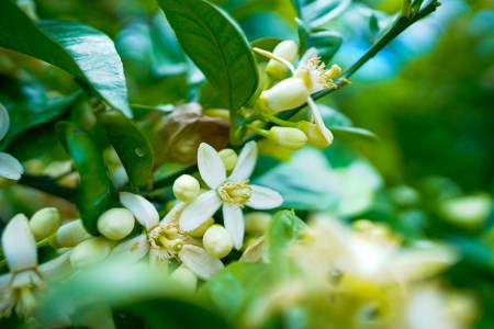 ポメロウォーターとポメロミスト 各1本セット ｜ 化粧品 化粧水 コスメ