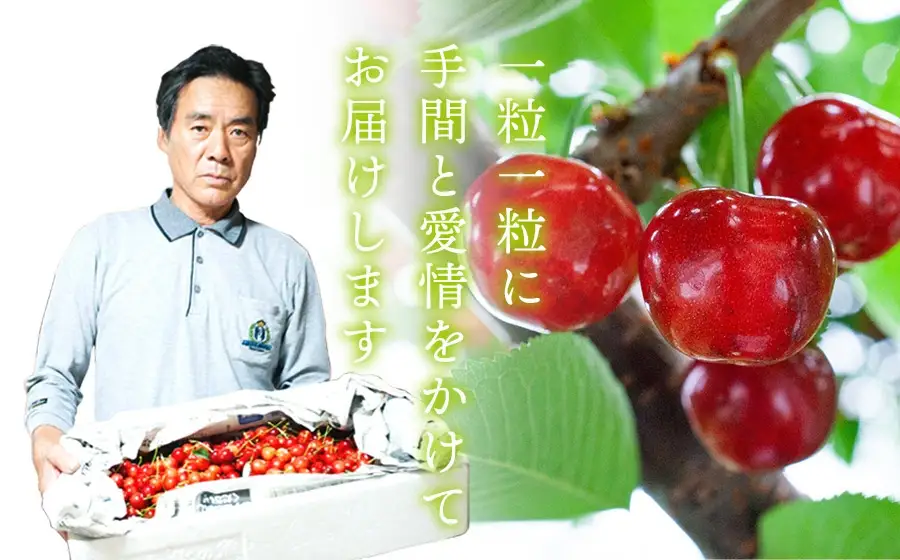 【令和8年産先行予約】さくらんぼ 佐藤錦 バラ 1kg（500g×2）鶴岡市櫛引産 桜桃の鈴木・鶴岡地区物産協同組合 K-867