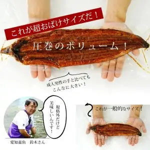 【期間限定】三河産うなぎ　「おばけ蒲焼うなぎ2尾」(2尾合計450～460g)・A126-19