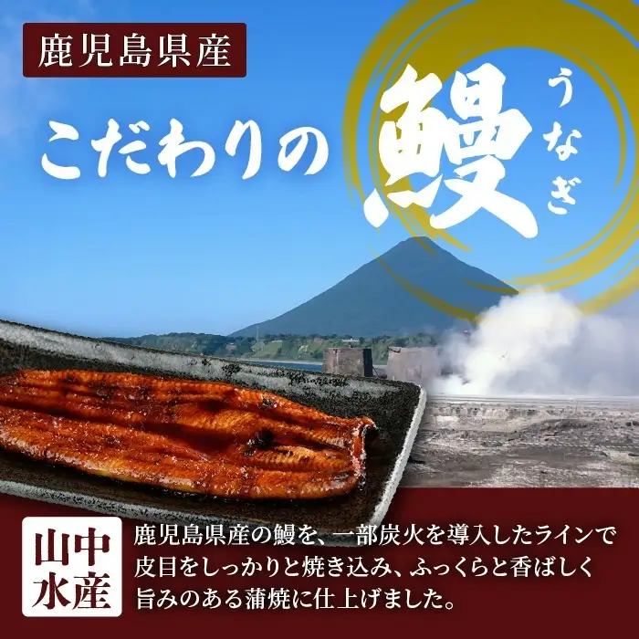 【丑の日に合わせてお届け！】鹿児島県産鰻の蒲焼(無頭背開き)約165g×2尾(山中水産/IB022-001u)うなぎ 国産