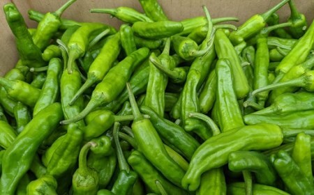 訳あり土佐のししとう１kg（サイズ混合） 【R01329】