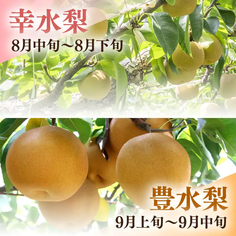【先行予約】福井梨 3kg 6～8玉入 《幸水梨 豊水梨どちらかのお届け！》 ／ 期間限定 果物 フルーツ 産地直送 旬 お取り寄せ ※2026年8月下旬以降発送 [aw003-a009]