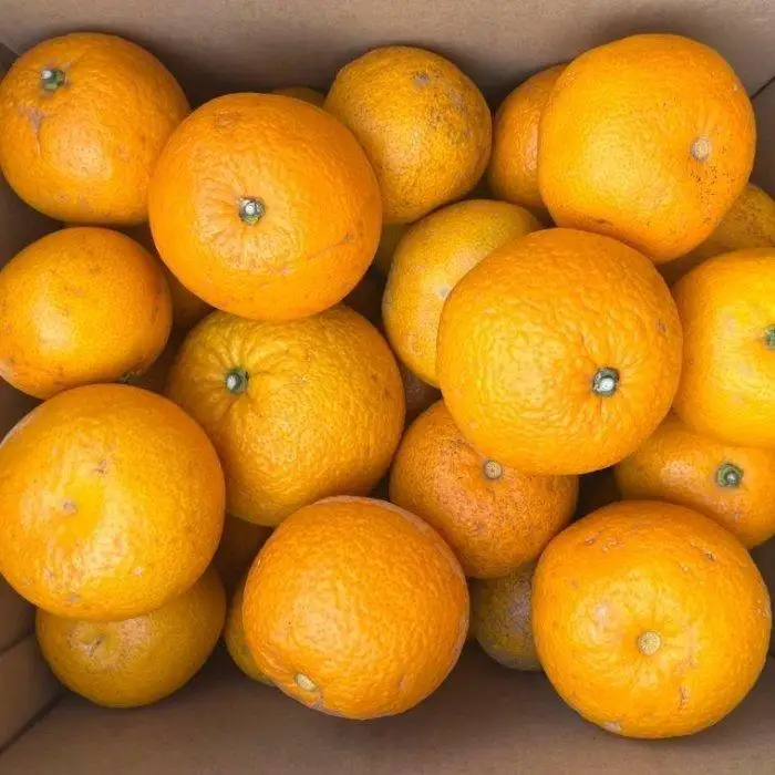 ［産直］和歌山由良町産の木成り熟成八朔訳ありご家庭用約10kg（サイズ混合）★2027年3月中旬頃より順次発送［TM134］