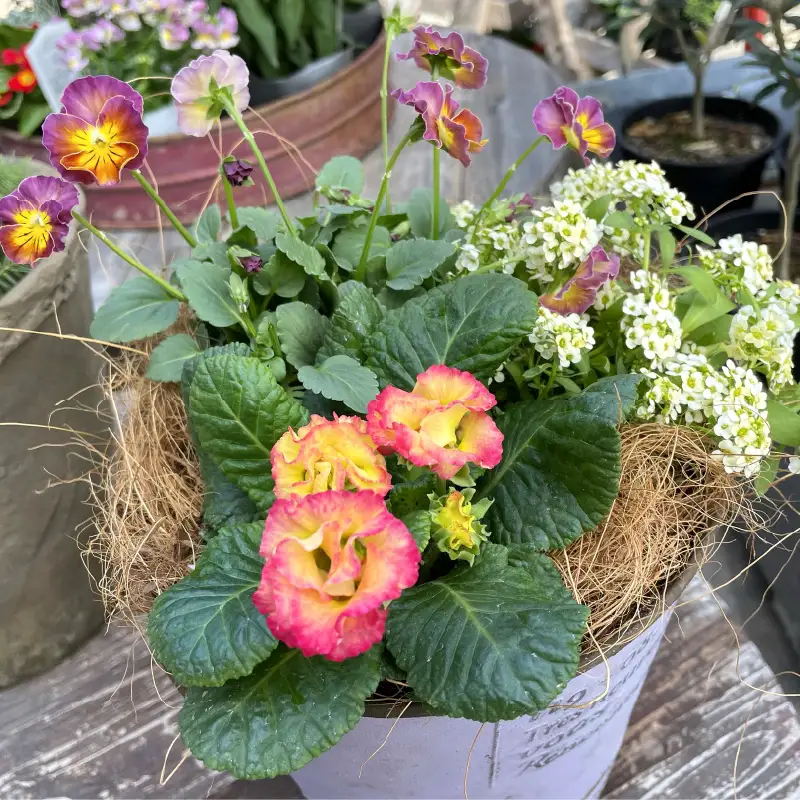 季節のお花を植えた寄せ植え 60cm【009D-062】