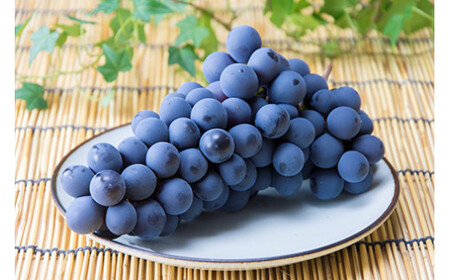 8-011-012　ぶどう（スチューベン）2kg（10月～発送）【マルゼン佐藤果樹園】