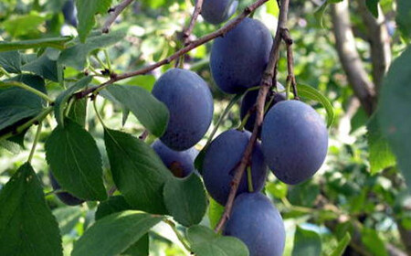 8-013-017　完熟プルーン（サン）2kg【マルゼン佐藤果樹園】