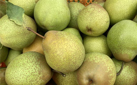 8-014-017　サトケンさんの昔懐かしい梨「千両」Lサイズ 9kg