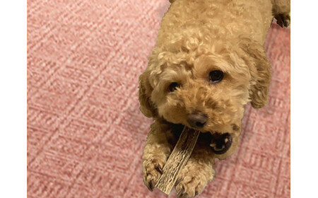 8-006-010　鹿の角・愛犬デンタルおもちゃ（小）