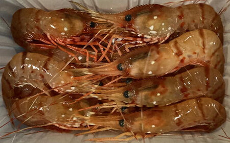 8-024-003　冷凍ボタンエビ 900g（39尾～54尾）