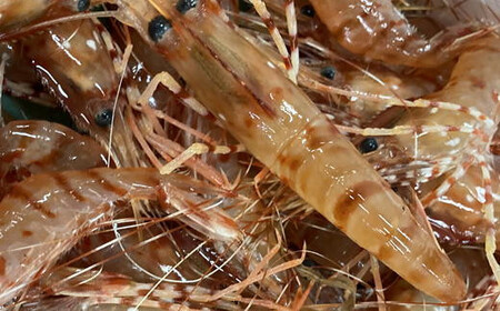 8-030-001　冷凍ボタンエビ 1kg（34尾～46尾入）