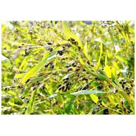 富山はとむぎ茶350ml×24本【1291661】