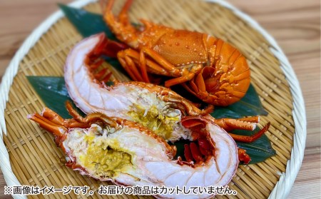 【花光】海老の王様！天然イセエビボイル（小２尾）【旨さそのまま♪期間限定フレッシュ冷蔵便】　