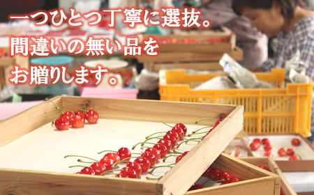 【令和8年産先行予約】 温室さくらんぼ 「佐藤錦」 約500g (特秀 2～3L) 化粧箱入り 《令和8年5月下旬～発送》 『松田観光果樹園』 生産農家直送 温室栽培 山形県 南陽市 [617]