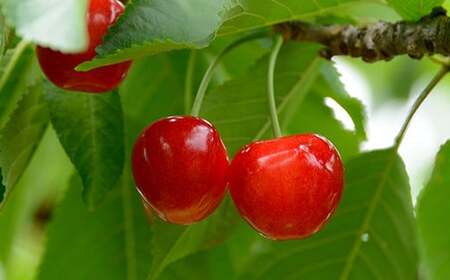 【令和8年産先行予約】 さくらんぼ 「紅秀峰」 約700g (秀 L以上) バラ詰め 《令和8年6月下旬～発送》 『生産者おまかせ』 サクランボ 果物 フルーツ 産地直送 山形県 南陽市 [890]