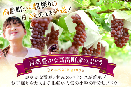 【期間限定発送】 ぶどう 朝採り デラウェア 秀 L～2L 7房 約 1kg [Ｈinataぶどう園 山形県 高畠町 tk06ayt190008]