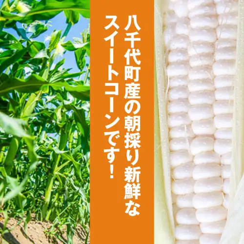 とうもろこし ピュアホワイト 約6kg 朝採り 産地直送 令和8年産
