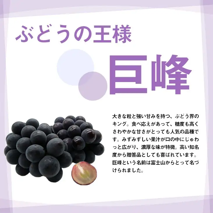 【2026年発送★先行予約】厳選!! 池田青果の巨峰　1.0kg　2房173-003 