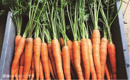 【 全6回 定期便 】 【 福岡県 糸島産 】 朝採れ 野菜 セット ( 8品 前後 )  《糸島》【オーガニックナガミツファーム】 	[AGE009]