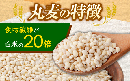 もち麦よりも『ぷりっ』とした弾力 丸麦 (長崎県産) 20kg / 麦 むぎ 雑穀 雑穀米 麦ごはん 麦みそ 麦味噌 米 こめ コメ ※ / 諫早市 / 有限会社伊東精麦 [AHBU001]