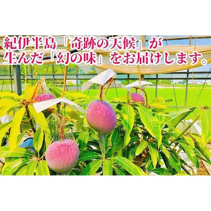 ◆先行予約◆和歌山県産　紀州完熟マンゴー『吉玉』約1kg程度／2～3玉入り［2026年7月下旬から8月下旬頃順次発送予定］［MG20］