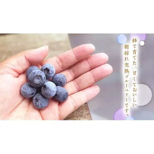 ≪先行予約≫  朝採れ 完熟 ブルーベリー 1,050g （ 350g × 3パック ）【 2026年 6月上旬頃より発送開始 】