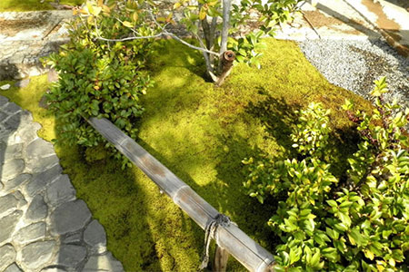 スナゴケで庭園緑化１㎡