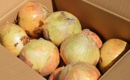 【先行予約・6月中旬～発送】やたらうんめぇ 玉ねぎ 3kg 産地直送 水田環境鑑定士在籍[ZA076]