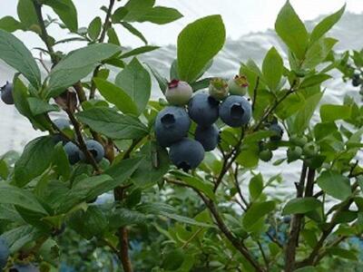 果物 ＜生産者直送＞新鮮朝取り生ブルーベリー1.5kg ｜ ブルーベリー 果物 フルーツ