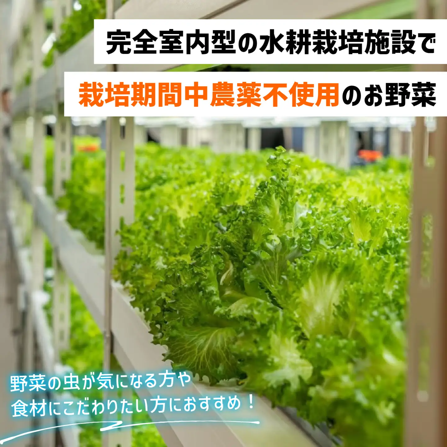 滋賀県大津から 直送 ！ 新鮮 野菜 詰め合わせ（栽培期間中農薬不使用）[BF001] / セット