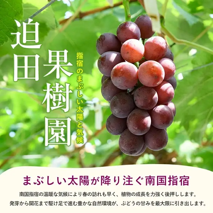 2026年7月上旬～順次発送 迫田果樹園のぶどう 指宿産ぶどうのおまかせミックスセット約1.5kg 迫田果樹園 IB064-002 ぶどう ぶどう