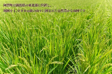 コシヒカリ 5kg 新潟県阿賀町産《令和7年産》 精米 白米 送料無料｜みかわ稲穂の舞 コシヒカリ