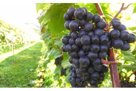 ロースラー ワイン KANTA WINE 2024（赤） 750ml×1本 【711】