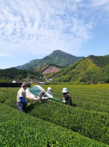 緑茶 厳選茶葉使用 ひむかのお茶 500ml×18本 1ケース [春夏秋冬いっつもや 宮崎県 美郷町 31ab0084]