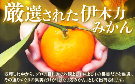 ※【2026年11月下旬より順次発送／先行予約】伊木力みかん「はなまるみかん」(贈答用) 5kg / 伊木力みかん みかん 蜜柑 ミカン 柑橘 果物 フルーツ / 諫早市 / 株式会社山野果樹園 [AHCF003]