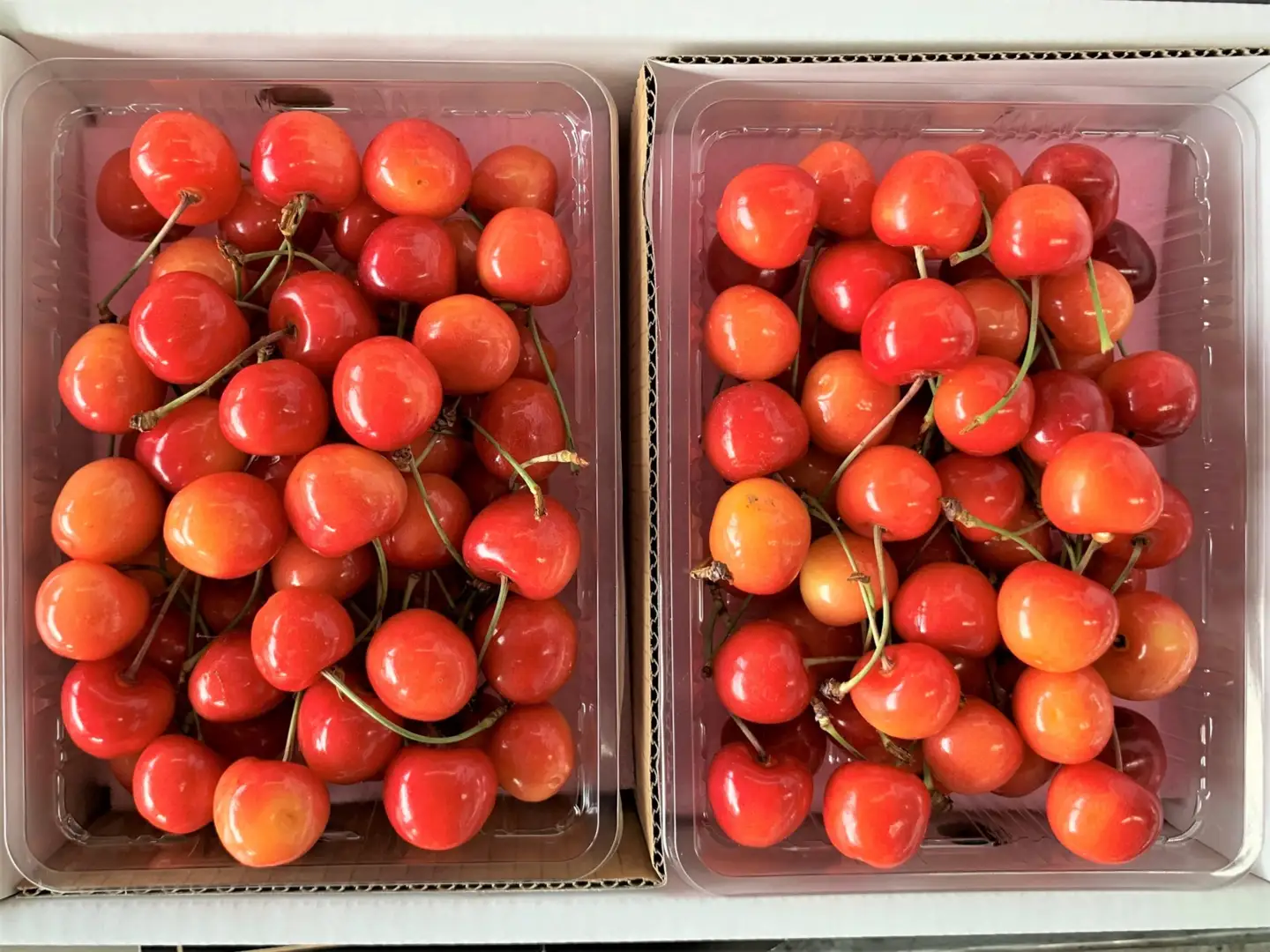 さくらんぼ（佐藤錦）１ｋｇ　ご家庭用　0020-2606