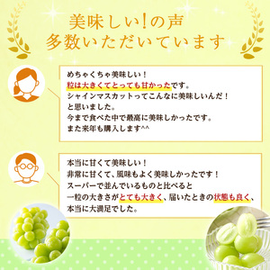 特産 シャインマスカット JA信州うえだ 大房 2房 約1.1kg マスカット 葡萄 ぶどう ブドウ 果物 くだもの フルーツ 信州 長野
