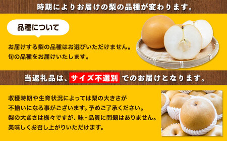 梨 秀品 旬の梨 約4kg